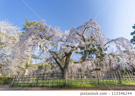 京都御苑、近衛宅邸遺址的垂枝櫻花(糸櫻) 京都御苑、近衛宅邸遺址的垂枝櫻花(糸櫻) 113346244