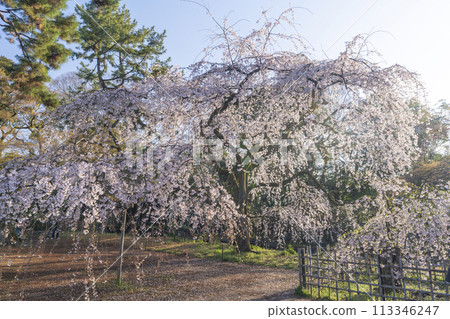Kyoto Imperial Palace: Weeping cherry tree (itozakura) at the site of the Konoe residence Kyoto Imperial Palace: Weeping cherry tree (itozakura) at the site of the Konoe residence 113346247