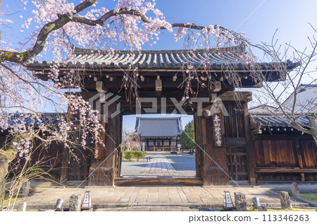 妙覺寺(妙覺寺) 正門前的垂枝櫻花 妙覺寺(妙覺寺) 正門前的垂枝櫻花 113346263