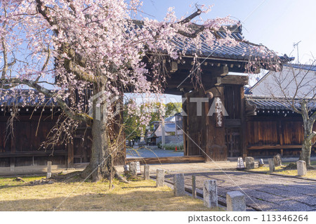 妙覺寺(妙覺寺) 正門前的垂枝櫻花 妙覺寺(妙覺寺) 正門前的垂枝櫻花 113346264