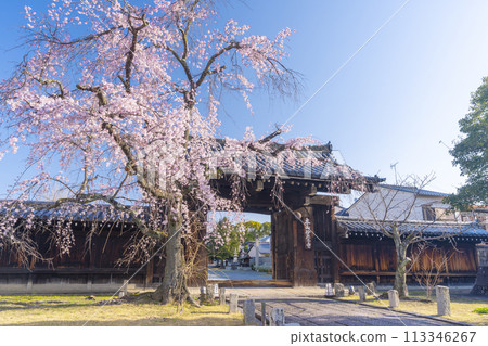 妙覺寺（妙覺寺） 正門前的垂枝櫻花 113346267