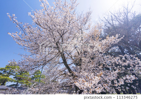 Cherry blossoms of Kyoto Miyuki Konoe Residence Cherry blossoms of Kyoto Miyuki Konoe Residence 113346275