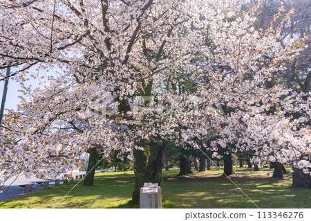 京都御苑櫻花與兼禮門 113346276