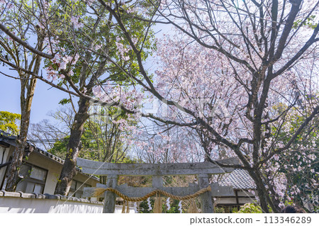 Kyoto Gyoen, cherry blossoms in full bloom Kyoto Gyoen, cherry blossoms in full bloom 113346289