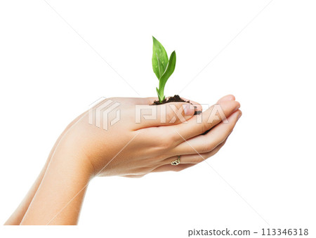 Hands, seedling and sustainability with growth for eco friendly, future and development on white background. Studio, plant and soil with leaf for agriculture, gardening and ecosystem on earth day Hands, seedling and sustainability with growth for eco friendly, future and development on white background. Studio, plant and soil with leaf for agriculture, gardening and ecosystem on earth day 113346318