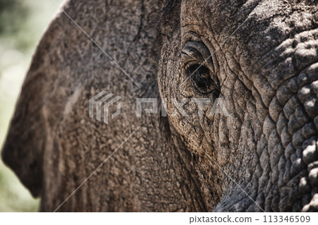 Animal, eye and closeup of elephant in nature with sustainable safari travel or conservation of environment. Natural, sanctuary and protection of ecology in Africa with eco friendly summer experience 113346509