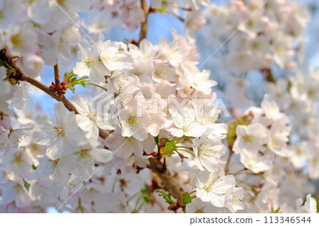 White blossoms, flower and leaf for plant in garden or nature for environment and geography on earth in backyard or forest for apple tree. Growth, greenery with stem in spring for ecology and natural White blossoms, flower and leaf for plant in garden or nature for environment and geography on earth in backyard or forest for apple tree. Growth, greenery with stem in spring for ecology and natural 113346544