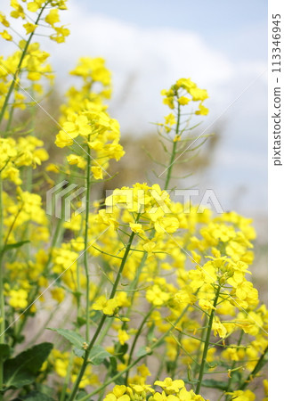 強姦開花 113346945