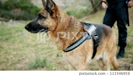 Police man, dogs and at crime scene on field, first responder and law enforcement for investigation in k9 unit. Emergency response, canine search and rescue and sniffer dog for human scent or drugs 113346958