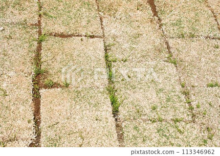 Weeds appear after turfing 113346962