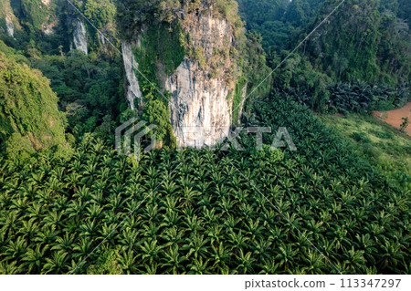 Straight road and palm trees and rocky mountains at Krabi, way to the sea. 113347297