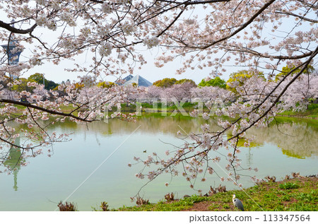 沿水邊盛開的櫻花（大阪鶴見綠地公園） 113347564
