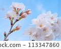  Cherry blossoms and blue sky 113347860