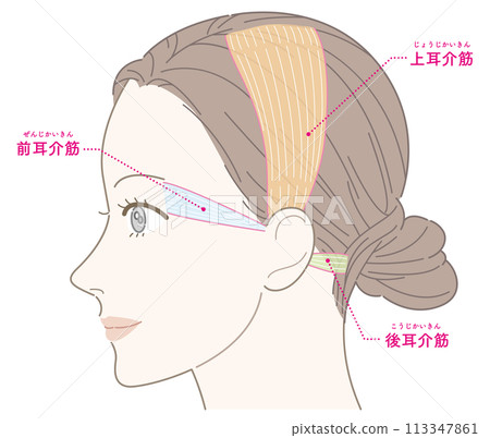 Auricular muscles, female, profile, with names 113347861
