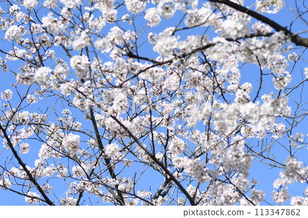 砂石川櫻 Plumlard 113347862
