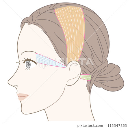 Auricular muscle, female, profile, no name Auricular muscle, female, profile, no name 113347863