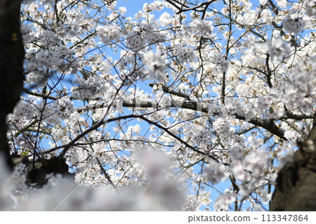 砂石川櫻 Plumlard 113347864