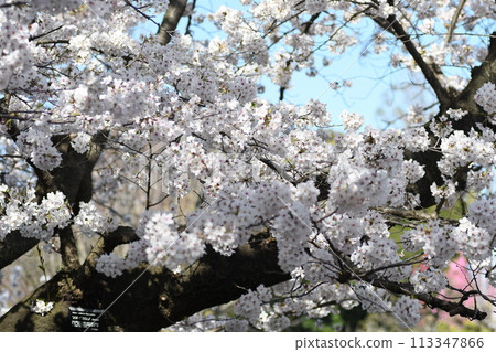 Cherry Blossoms Sunaoshigawa Plumgrad Cherry Blossoms Sunaoshigawa Plumgrad 113347866