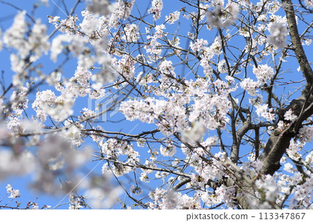 Cherry Blossoms Sunaoshigawa Plumgrad 113347867