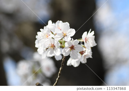 Cherry Blossoms Sunaoshigawa Plumgrad Cherry Blossoms Sunaoshigawa Plumgrad 113347868