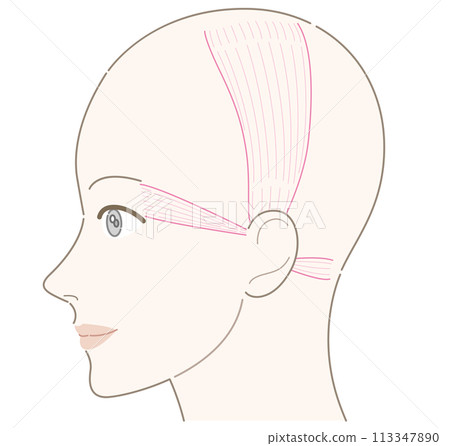 Auricular muscle, female, profile, no hairstyle, no name 113347890