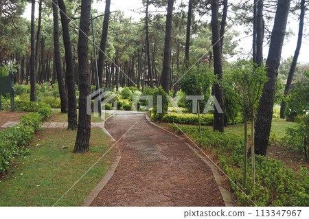 city parks with walkaway at early morning city parks with walkaway at early morning 113347967