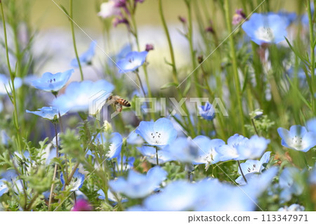 Nemophila Nemophila 113347971