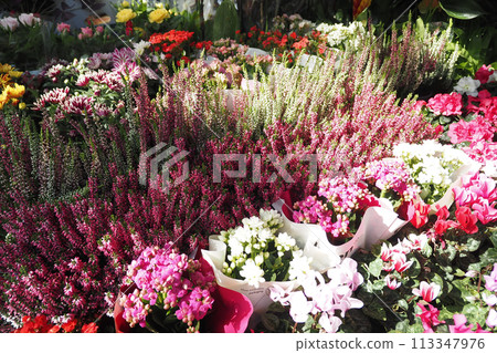 flower shop in istanbul, flower display for selling at street shop , 113347976