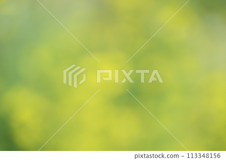 Blurred rape blossom background material 113348156