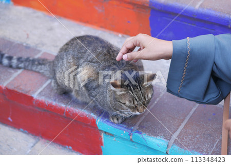 gray color cat sitting on a chair at istanbul cafe street  113348423