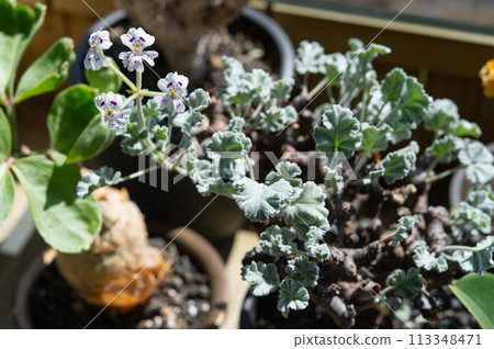 天竺葵花 113348471