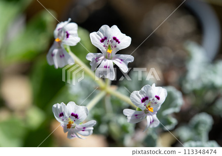 天竺葵花 113348474