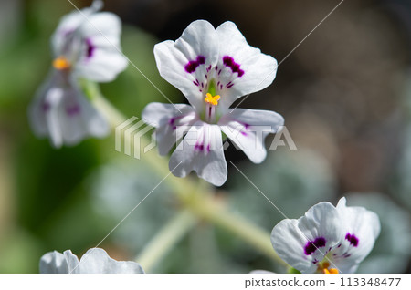 Pelargonium mirabile flower 113348477