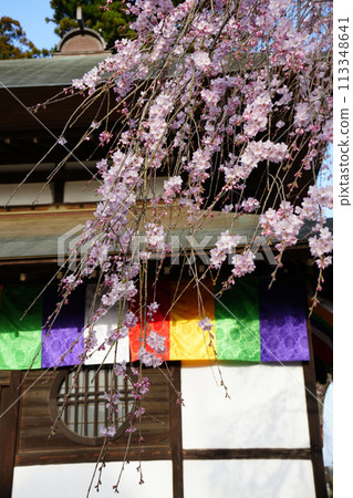 Red branch cherry-blossoms 113348641