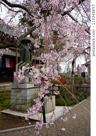 Red branch cherry-blossoms 113348657