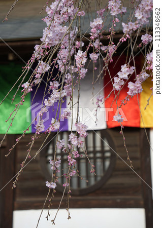 Red branch cherry-blossoms 113348662