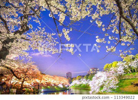 日本千鳥淵的東京城市景觀，櫻花盛開。櫻花燈飾等景觀=2020年4月7日 113349022
