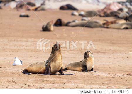 Seals at cape cross 113349125