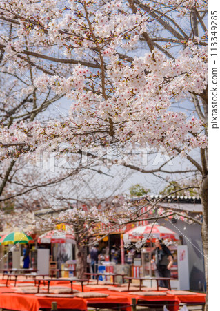 Scenic spot: Weeping cherry blossoms in Maruyama Park, Kyoto Scenic spot: Weeping cherry blossoms in Maruyama Park, Kyoto 113349285