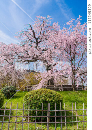 Scenic spot: Weeping cherry blossoms in Maruyama Park, Kyoto Scenic spot: Weeping cherry blossoms in Maruyama Park, Kyoto 113349309