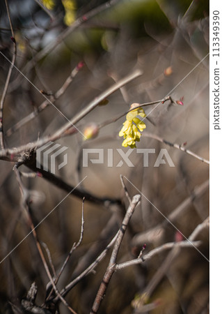 Yellow flower 113349390