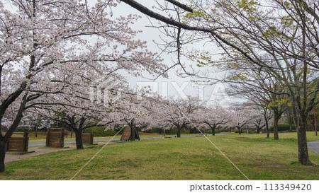 [千葉縣千葉市]大湯野晴道公園和櫻花 113349420