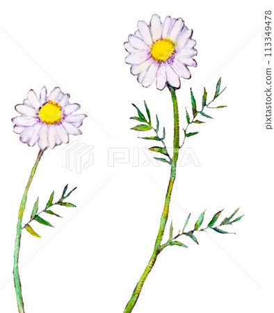 洋甘菊花圖 洋甘菊花圖 113349478