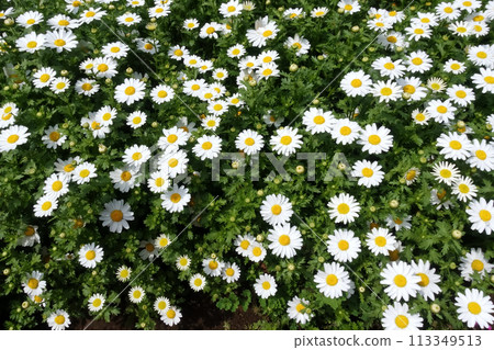 White flower White flower 113349513