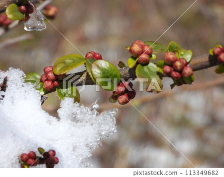 Quince buds and snow on the branches Quince buds and snow on the branches 113349682