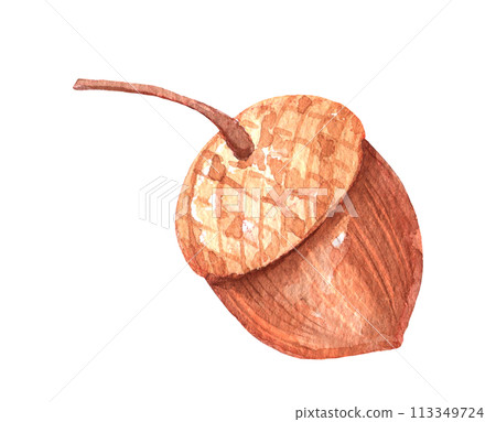 Watercolor acorn isolated. Oak nut hand drawn childish illustration. 113349724
