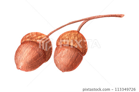 Watercolor acorns isolated. Oak nut hand drawn illustration. 113349726