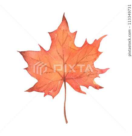 Watercolor autumn maple leaf isolated. 113349731