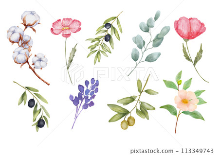 Olive branch, pink flower and eucalyptus leaves watercolor drawings. Hand drawn illustration isolated on white background. Olive branch, pink flower and eucalyptus leaves watercolor drawings. Hand drawn illustration isolated on white background. 113349743