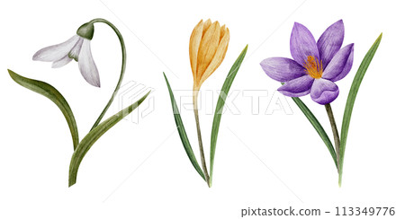 crocus and snowdrop flowers, watercolor art, isolated on white. Hand drawn botanical illustration. Elements for cards, logos, prints, wedding design 113349776